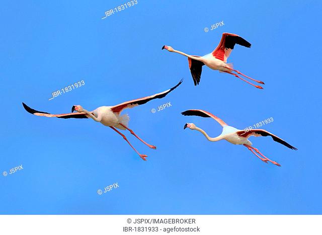 Greater Flamingos (Phoenicopterus ruber roseus), group, flying, Saintes-Maries-de-la-Mer, Camargue, France, Europe