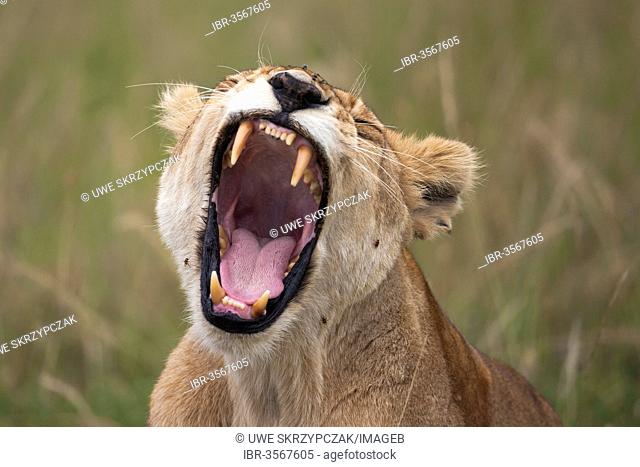 Lioness (Panthera Leo), yawning