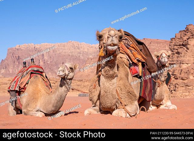 26 November 2021, Jordan, Wadi Rum: Camels lie in the desert sands of Wadi Rum. Photo: Sebastian Kahnert/dpa-Zentralbild/dpa. - Wadi Rum/Aqaba/Jordan