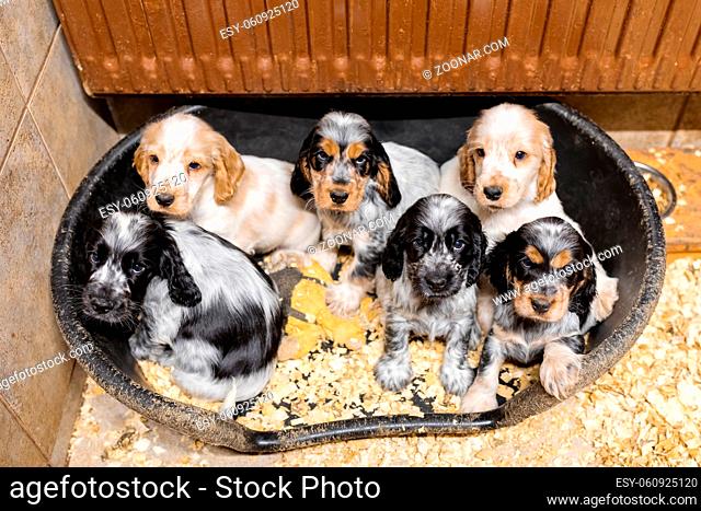 small dog, cute purebred English Cocker Spaniel puppies on breeding station, descendants of European champions