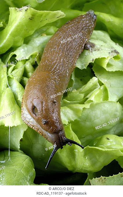 Spanish Slug on salad Arion lusitanicus Lusitanian Slug