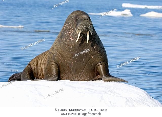 Female Atlantic walrus on ice floe
