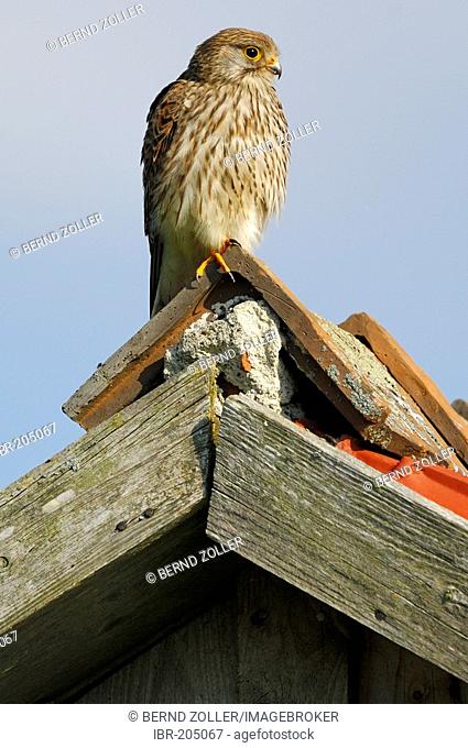 Common Kestrel (Falco tinnunculus) sitting on gable