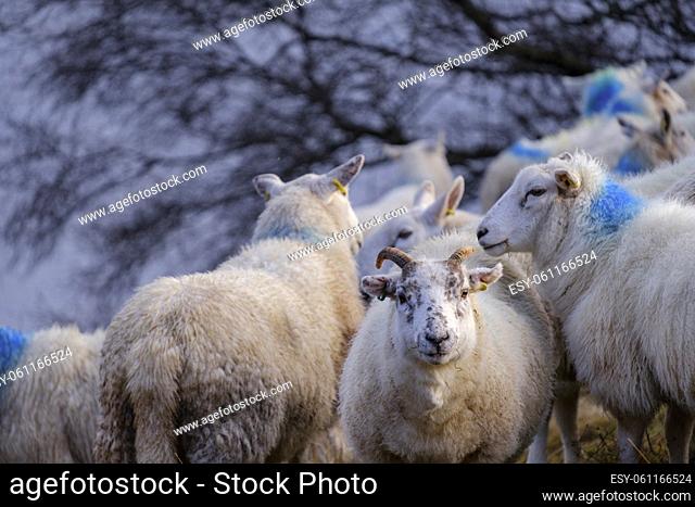 herd of sheep, Skinidin, Loch Erghallan, Isle of Skye, Highlands, Scotland, UK