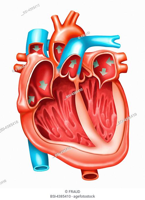 Oxygen circulation in heart