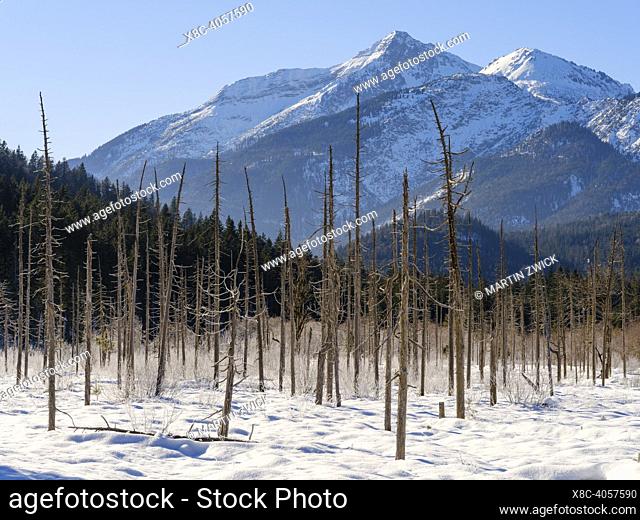 View towards Mt. Daniel. Dead trees due to the alluvial processes. The protected alluvial gravel plain Friedergries in the Ammergau Alps (Ammergauer Alpen) in...
