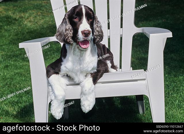 An English springer spaniel laying on a white chair on a green lawn