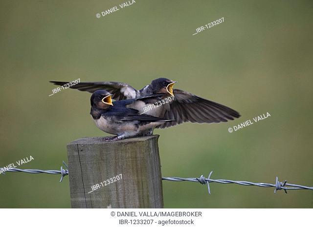 Barn Swallow (Hirundo rustica) fledglings on fence post, beaks open