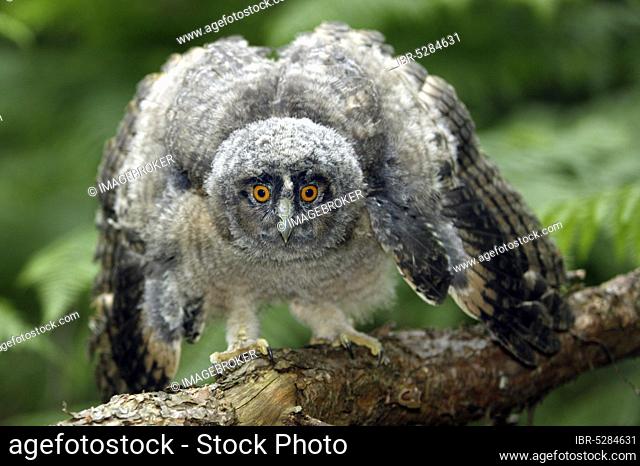 Long-eared owl (asio otus), young on branch, opening wings, Normandy