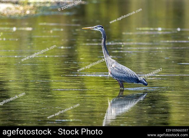 A great blue heron stands in the calm water of Esquimalt Bay in Victoria BC Canada