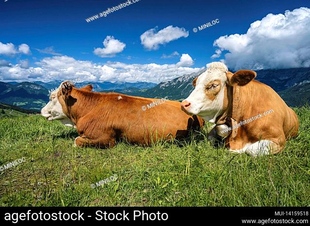 alpine green fields and cows at meadows. salzkammergut region, austria, alps. europe