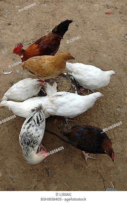 INDUSTRIALLY RAISED POULTRY<BR>Photo essay.<BR>Poultry market, Touba, Senegal