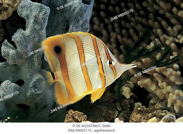 Aquarium fish - Chaetodontidae - Copperband butterflyfish (Chelmon rostratus)