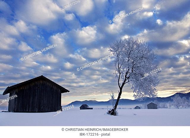 Frosty and foggy sunrise in the bavarian mountains (alps). Hoarfrost in the trees. Kochelsee Upper Bavaria Germany winter