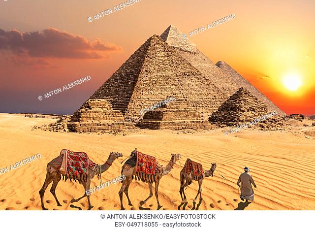 Bedouin with camels in the sunset desert in front of the famous Pyramids of Giza