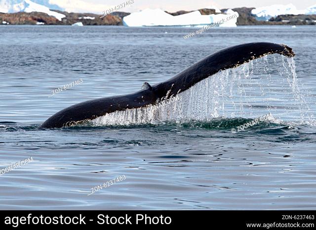 humpback whale tail at an angle which dives into the waters of the Antarctic