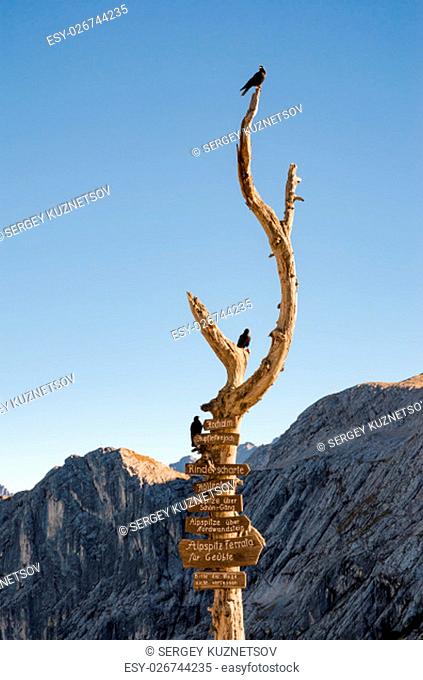 Wooden signpost with route arrows on dry wood tree with birds in German Bavarian Alps mountains on Alpspitze peak