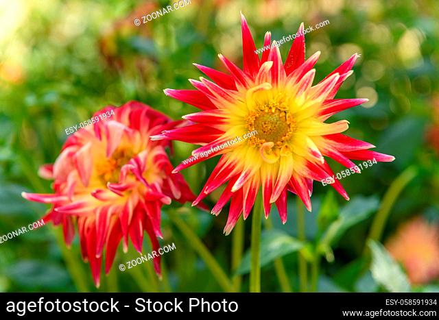 Dahlia flowers growing in a french garden park