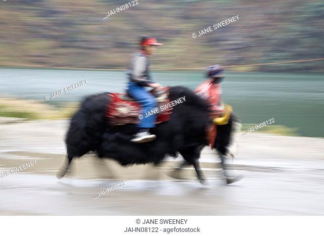 India, Sikkim, Gangtok, Tsomgo Lake, Indian tourists riding Yak