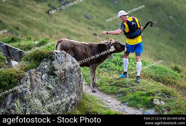 10 September 2016, Switzerland, Arosa: A participant of the Arosa Trail Run is sniffed by a cow. Photo: Silas Stein/dpa. - Arosa/Grisons/Switzerland