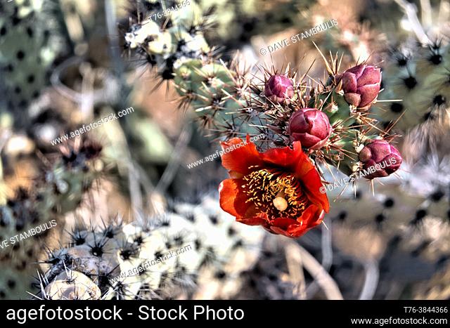 Prickly pear flower (Opuntia chlorotica) along the Arizona Trail, Arizona, U. S. A