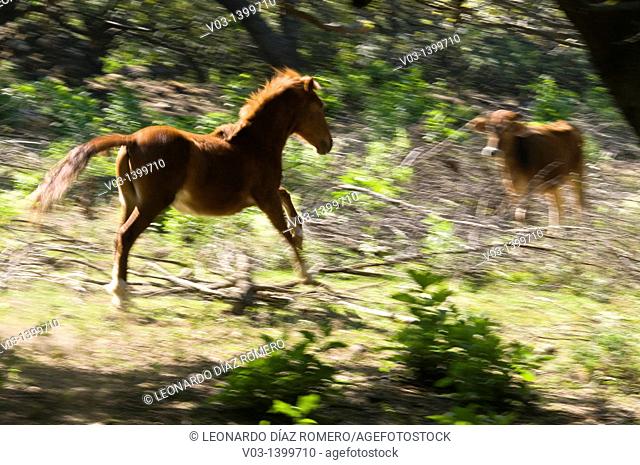 A horse running at the pasture