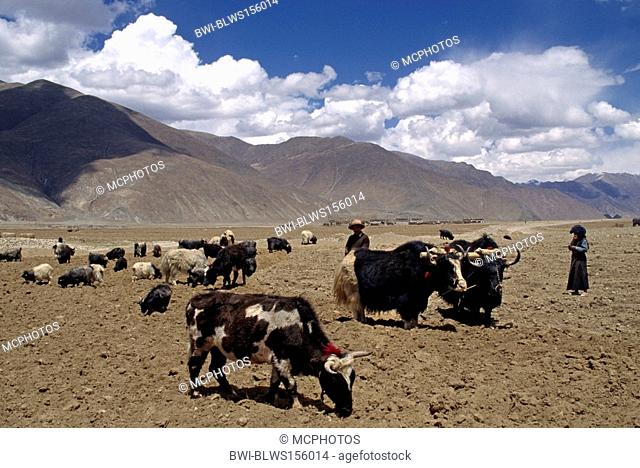 A TIBETAN farmer with his livestock of YAKS, COW & PASHMINA GOATS in the KYICHU RIVER VALLEY in CENTRAL TIBET, China, Tibet