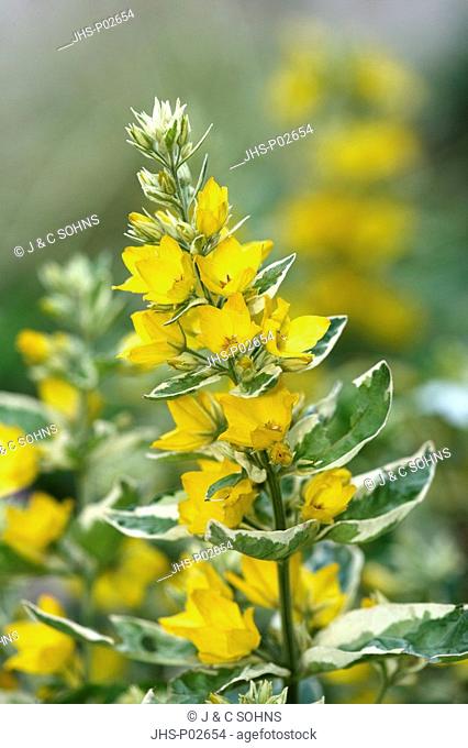 Yellow loosestrife, Lysimachia punctata, Germany, bloom, flower