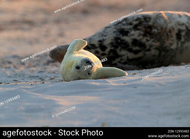 Grey Seal (Halichoerus grypus) Pup Helgoland Germany