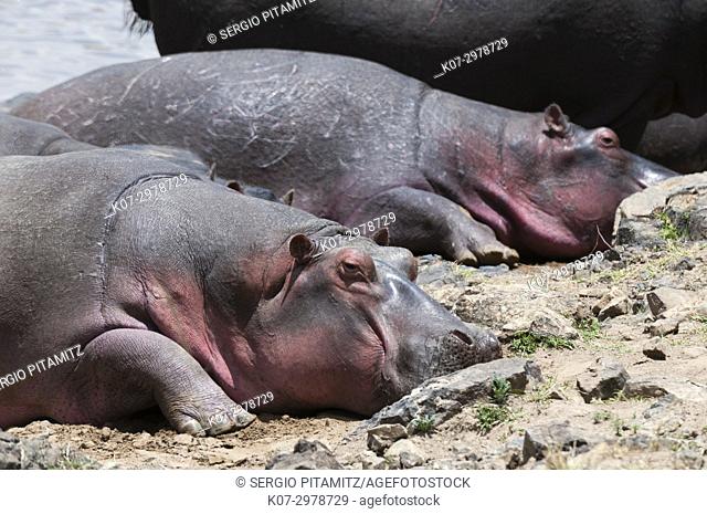Hippopotamus (Hippopotamus amphibius), Masai Mara, Kenya
