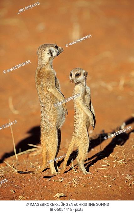 Two Meerkats (Suricata suricatta), adult, female pregnant standing upright with young, vigilant, Tswalu Game Reserve, Kalahari, North Cape, South Africa, Africa