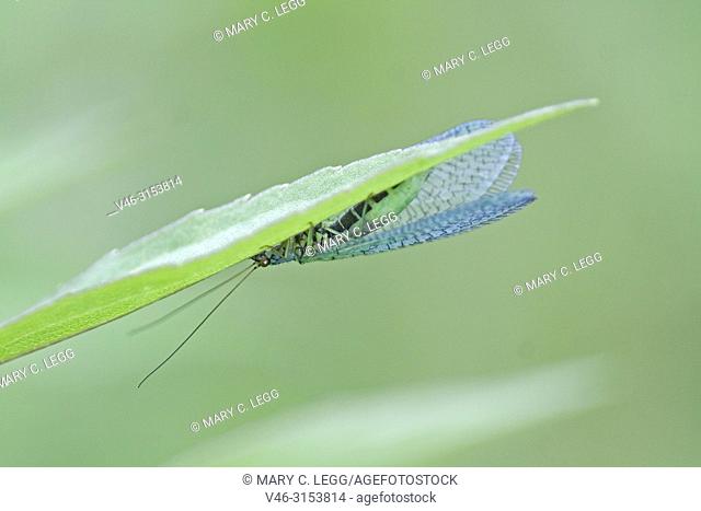 Green Lacewing, Chrysopa perla, lacewing of 10-12 mm. Red eyes and distingsuishing black stripe on abdomen. Commonly found in cool shady areas