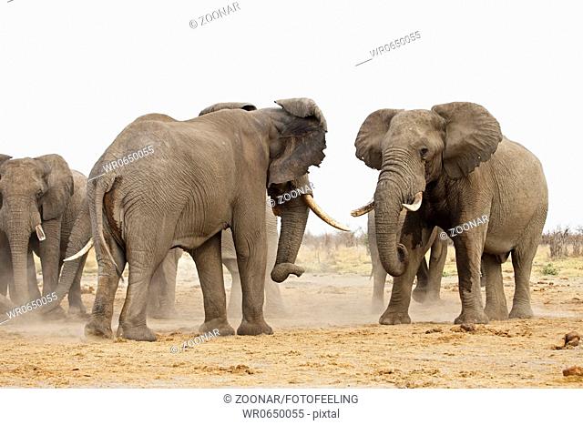 Afrikanische Elefanten beim Kraeftemessen Loxodonta africana, Savuti, Chobe National Park, Botswana, Afrika, fighting African Elephants, Africa