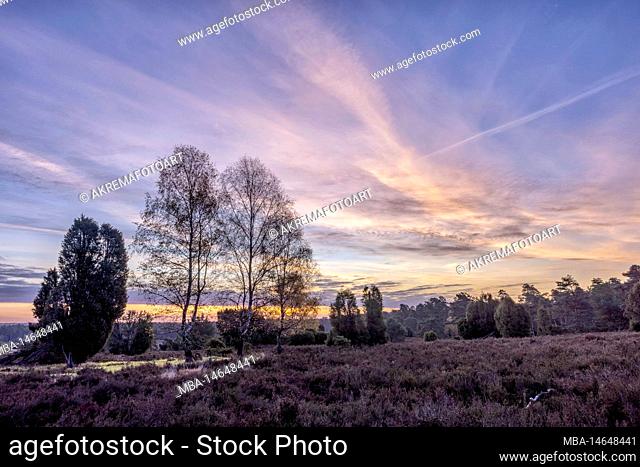 Sunrise atmosphere in Lüneburg Heath nature reserve in autumn