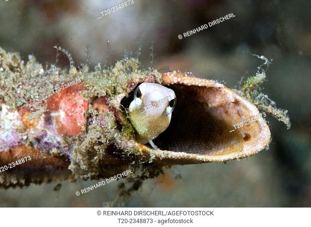 Striped Blenny hides in a tube, Petroscirtes breviceps, Ambon, Moluccas, Indonesia
