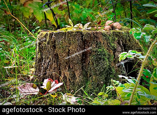 A tree stump with mushrooms and moss growing on it