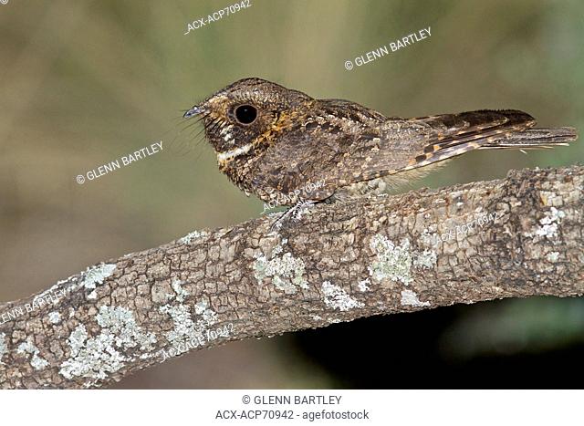 Mexican Whip-Poor-Will (Antrostomus arizonae) perched on a branch in southern Arizona, USA