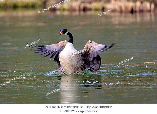 Canada Goose (Branta canadensis), adult, flapping wings, Luisenpark, Mannheim, Baden-Württemberg, Germany