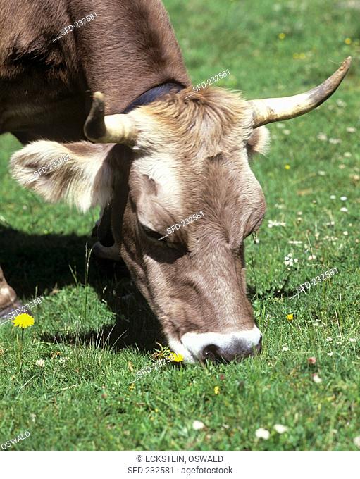 Cow eating grass in a pasture