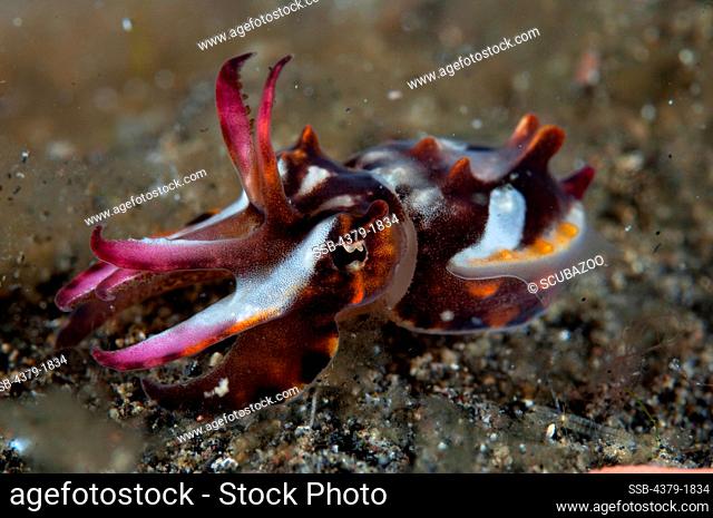 Flamboyant cuttlefish (Metasepia pfefferi) in freeze action on sand, Lembeh Strait, Sulawesi, Indonesia