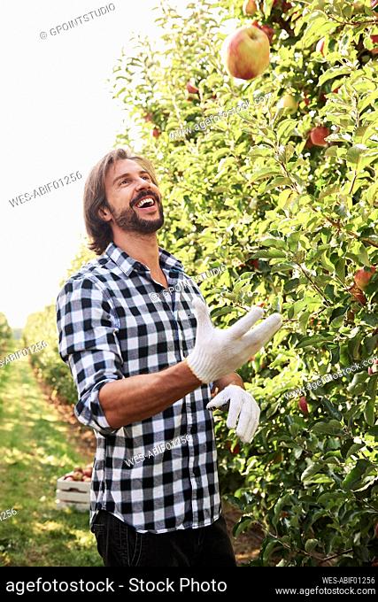 Happy fruit grower juggling with apples in orchard
