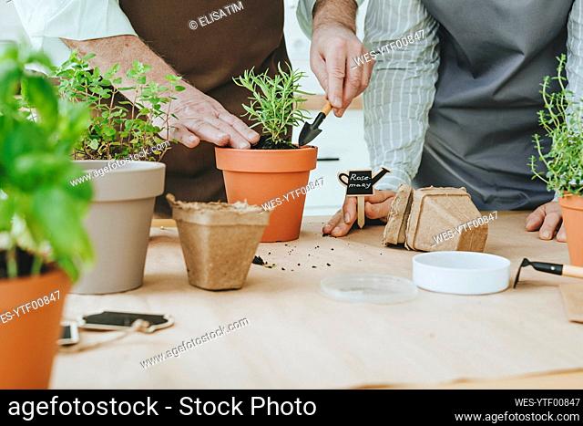 Man planting rosemary plant with woman at home