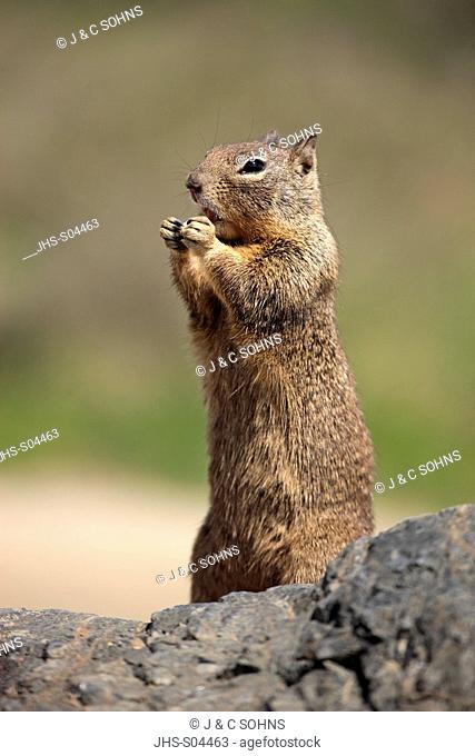 California Ground Squirrel, Citellus beecheyi, Monterey, California, USA, adult feeding