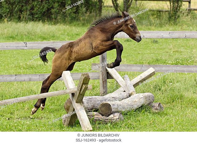 Connemara horse - foal jumping over hurdle