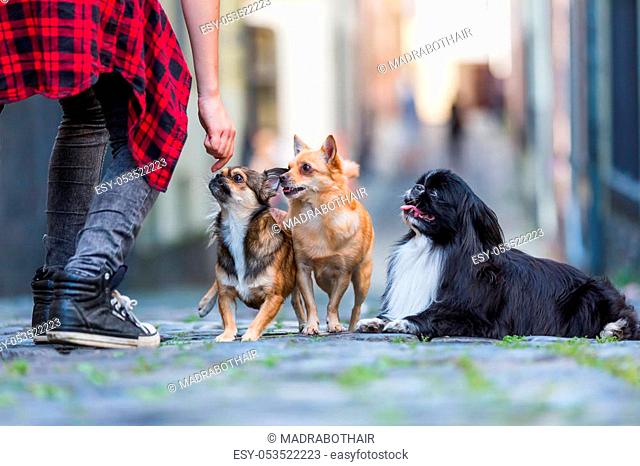 woman with three cute small dogs on a cobblestone road in the city