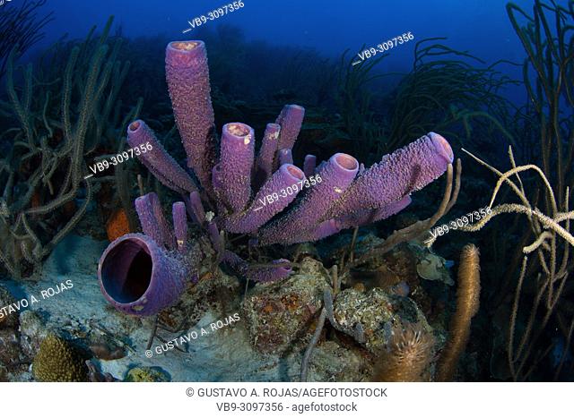 Reef scenery - aplysina archeri los roques - venezuela Purple Tube Sponge