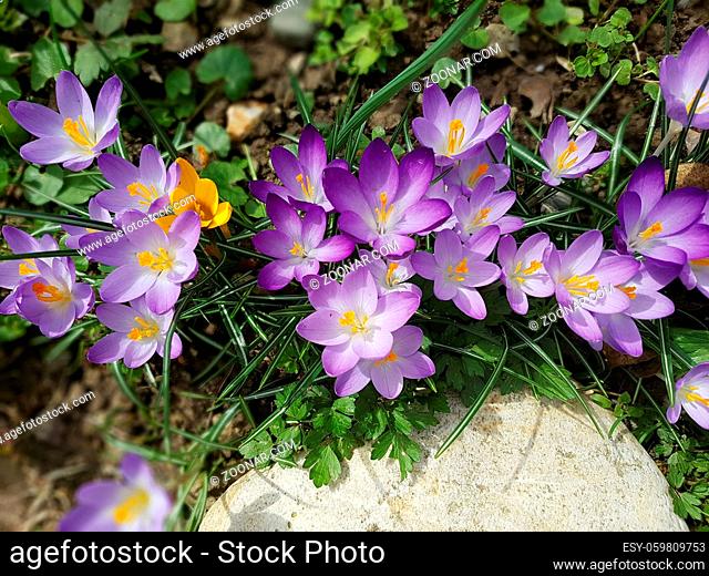 Botanischer, Krokus, Crocus, sativus