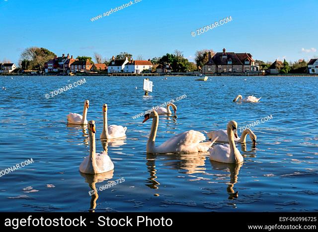 A Gathering of Mute Swans at Bosham