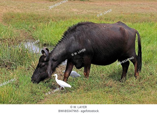 Asian water buffalo, wild water buffalo, carabao (Bubalus bubalis, Bubalus arnee), grazing with herons, Sri Lanka, Yala National Park