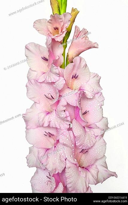 Single gentle pink gladiolus flower with water drops close up, isolated on a white background